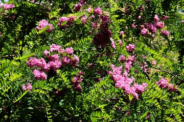 Obraz premium acacia robinia tree with clusters pink flowers at spring