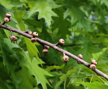 quercus robur tree NSD GREEN LEAVES AND SMALL ACORNS leaf,
