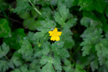 Beautiful buttercup flowers in the meadow, closeup