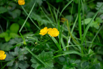 Fototapeta premium Beautiful buttercup flowers in the meadow, closeup