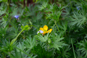 Beautiful buttercup flowers in the meadow, closeup