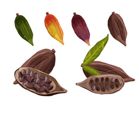 Set of Cocoa beans with leaves isolated on white background. Chocolate cocoa beans. Vector illustration.