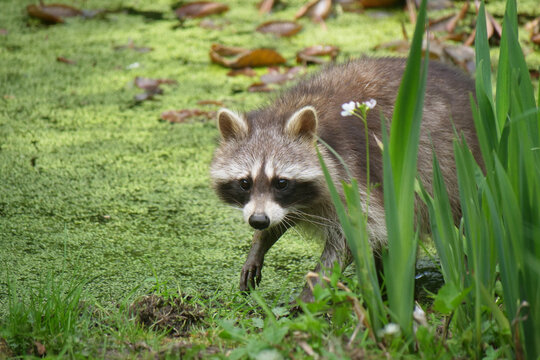Tiere-Waschbaer in Aktion..
