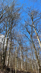 Spring mountain forest in Poland, view from below