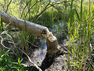 A tree chewed by a beaver. Fallen tree by beaver