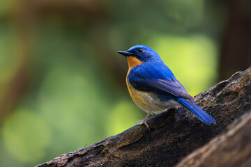 Tickell's Blue Flycatcher