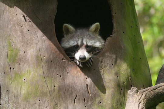 Tiere-Waschbaer in Aktion..