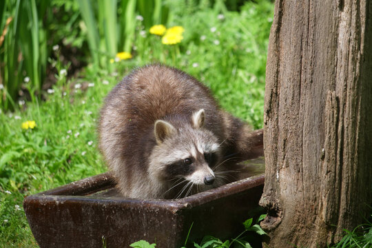 Tiere-Waschbaer in Aktion..