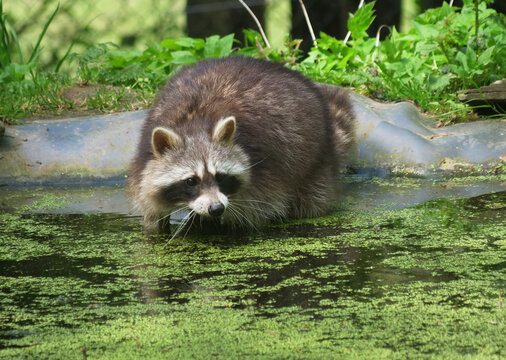 Tiere-Waschbaer in Aktion..