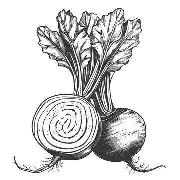 beetroot sketch, black and white clip art preview