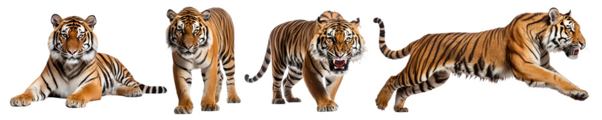 Obraz premium Tiger png on transparent background