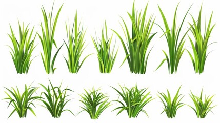 Obraz premium A realistic set of green grass sprouts, illustrated in a detailed and lifelike manner, suitable for various botanical and natural-themed projects.