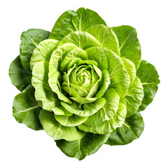 Top view of fresh Trocadero lettuce, beautifully isolated on a transparent background. Perfect for culinary blogs, healthy eating websites, and food packaging designs.