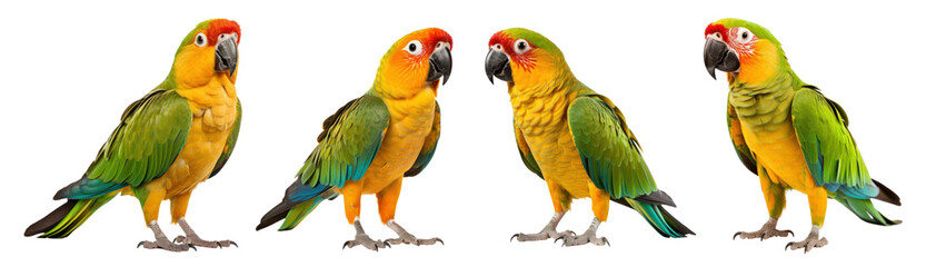Colorful Parrots png on transparent background