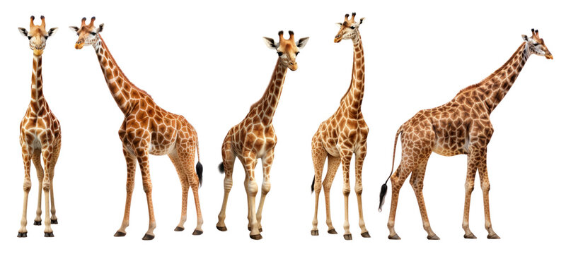 Fototapeta Giraffe standing png on transparent background