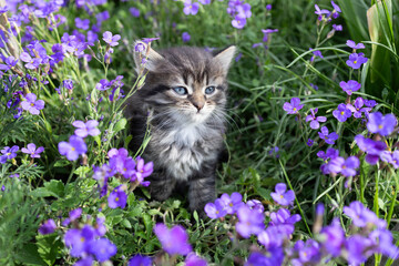 gray tabby curious cute kitten with blue eyes sits on a flowerbed among many bright lilac flowers. Cat's childhood, beautiful postcards, harmony of nature. Favorite furry pet on a walk, cat day
