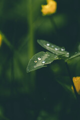 Low angle close up of a clover with few water drops on top catching the details.