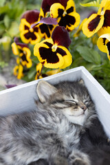 gray kitten sleeps sweetly lying in a box near yellow pansy flowers. Cute cat face. Comfort and...