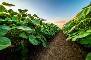 Low angle view of a lush soybean field under a colorful sunset sky