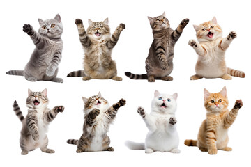 Sitting cats png on transparent background
