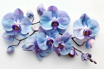 Purple and blue flowers on a white surface with a white background