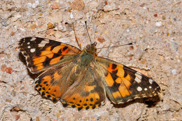 Thistle, or thistle, or thistle, or Vanessa cardui macro photo. Beautiful butterfly.