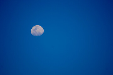 Growing moon in the blue sky. Half of the moon's disk in the evening blue sky.