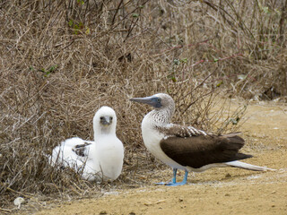 blue-footed booby with chick
