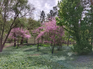 The flowering tree is the Nedzvetsky Apple tree. Park