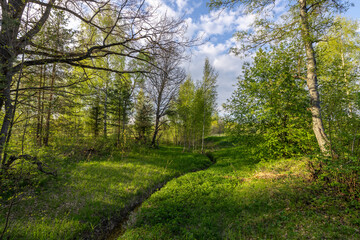 Bright lush greenery in early spring, landscape with a small stream in the middle of the forest.