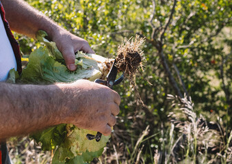 Organic vegetables. Farmer cleaning trunk of fresh salad with scissors. Freshly harvested vegetables.