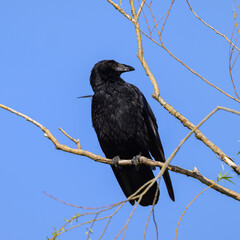 A carrion crow sitting on a small branch