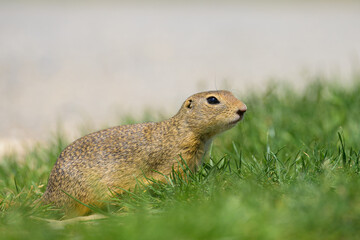 A European ground squirrel in a meadow in spring
