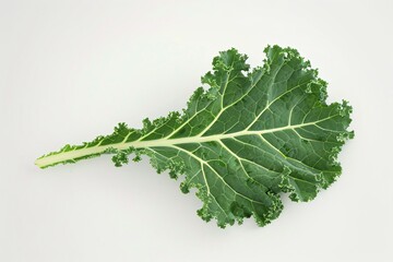 a leaf of kale on a white background
