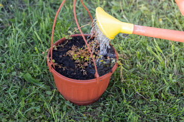 A terracotta pot filled with dark soil is watered with a watering can, creating a stream of water and bubbles. The pot is placed outdoors on green grass, indicating a garden.