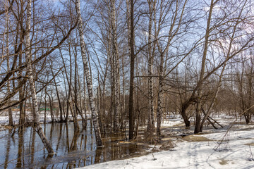  A tranquil winter scene of a flooded forest with leafless birch trees, snow on the ground, and reflections in the water. The forest floor is wet and muddy