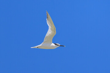 A sandwich tern in flight blue sky