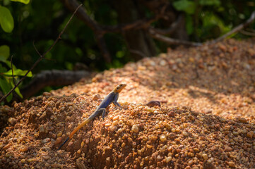 A Finch agama sitting on the ground