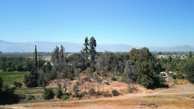 trees on the banks of the maipo, in the commune of buin, country of chile