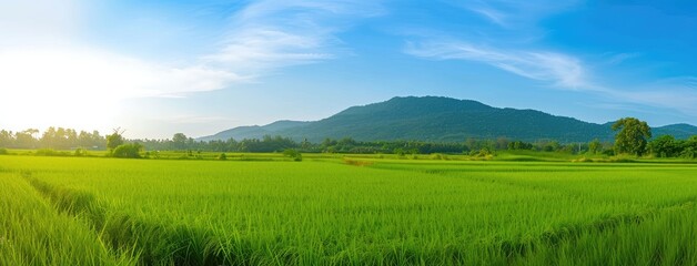 Fototapeta premium Green Rice Fields with Distant Mountains at Sunrise