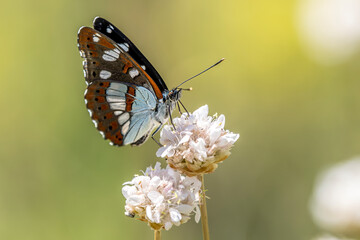 Sylvain azuré (Limenitis reducta) on a wildflower in the garrigue 