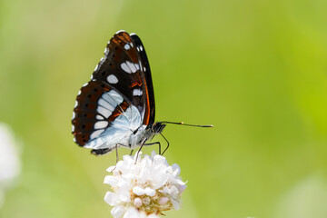 Sylvain azuré (Limenitis reducta) on a wildflower in the garrigue 