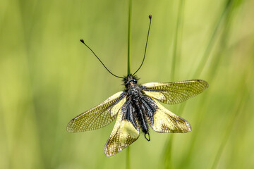 sulphurous ascalaphe on a blade of grass in a meadow