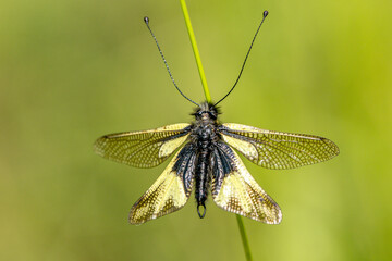 sulphurous ascalaphe on a blade of grass in a meadow