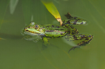 Schwimmender grüner männlicher Frosch im Tümpel