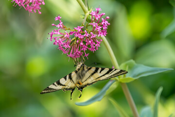 A flambé picks a Japanese spirea in a garden