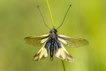 sulphurous ascalaphe on a blade of grass in a meadow
