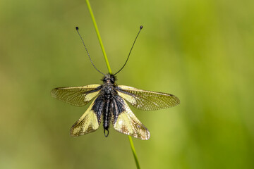 sulphurous ascalaphe on a blade of grass in a meadow
