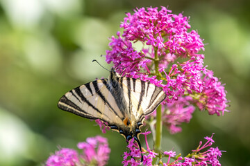 A flambé picks a Japanese spirea in a garden