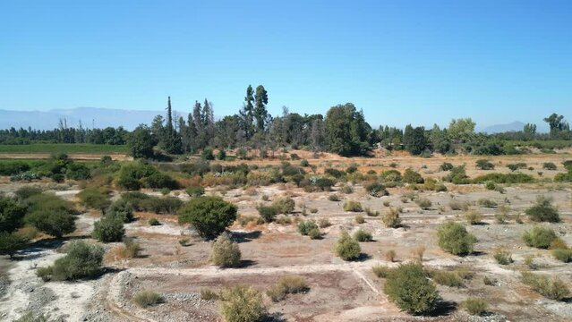 trees on the banks of the maipo, commune of buin, country of chile